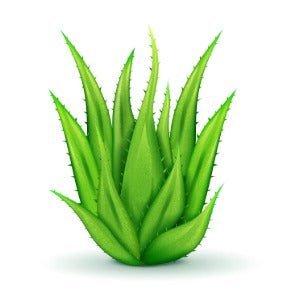 10 Major Benefits of Aloe Vera for Skin!